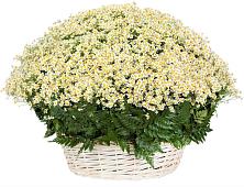 Цветочная композиция из Ромашки в корзине #REPLACE_PRED# Починках
